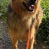 Mogli der liebe Schmuser in Grafrath 82284
