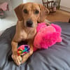 Buddy verliert leider unverschuldet sein Zuhause