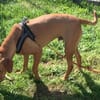 Buddy verliert leider unverschuldet sein Zuhause