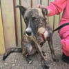 Winston sucht verständnisvolle Menschen!