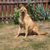 Kaito - Mr. Charming Dog
