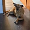 Kaito - Mr. Charming Dog