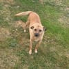 Kaito - Mr. Charming Dog