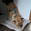 Kaito - Mr. Charming Dog