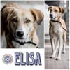 ELISA * liebenswerte Spezialistin