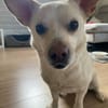 Dickkopf Jack braucht Ersthund