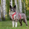 Aufmerksame MAYA sucht treue Menschen
