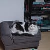 Traumhafte Fraya sucht Traumzuhause