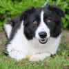 Hübscher Border Colliemischlingsrüde Milo