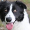 Hübscher Border Colliemischlingsrüde Milo