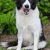 Hübscher Border Colliemischlingsrüde Milo