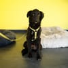 Bambo unser Herzenshund...
