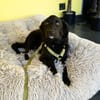 Bambo unser Herzenshund...