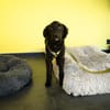 Bambo unser Herzenshund...