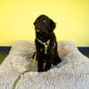 Bambo unser Herzenshund...