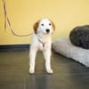 Aleika unsere kleine Schönheit..
