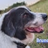 Bruno 2 - gemütlich, ruhig - Gnadenbrot