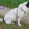 Bruno 2 - gemütlich, ruhig - Gnadenbrot