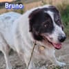 Bruno 2 - gemütlich, ruhig - Gnadenbrot