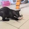 Kovu