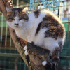 MINET