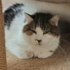 MINET
