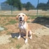 ABBY ( A TROUVE SA FAMILLE)