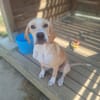 ABBY ( A TROUVE SA FAMILLE)