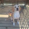 ABBY ( A TROUVE SA FAMILLE)