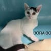 Bora-Bora