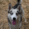 Lyna "en cours d'adoption"