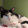 TINA A17491