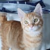 CASI