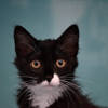 Sylia "en cours d'adoption"