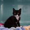Sylia "en cours d'adoption"