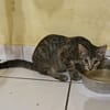 KATE, chaton femelle européen