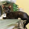 BLACKY, chaton mâle européen