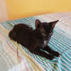 BLACKY, chaton mâle européen