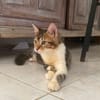 BARNABÉ, chaton type européen mâle