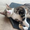 BONBONETTE, chatte européenne adulte