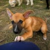 MARY, Chiot Femelle Berger Créole