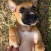 MARY, Chiot Femelle Berger Créole