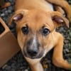 CHARLY, chiot mâle Berger Créole