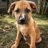 CHARLY, chiot mâle Berger Créole