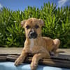 CHARLY, chiot mâle Berger Créole