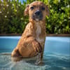 CHARLY, chiot mâle Berger Créole