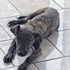 OLLIE, chiot femelle Berger Créole