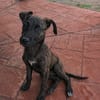 OLLIE, chiot femelle Berger Créole