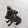 OLLIE, chiot femelle Berger Créole