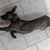 OLLIE, chiot femelle Berger Créole